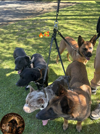 Coupleur de laisse pour chiens 360° anti-nœud en Hexa – Triple, Quadruple et Quintuple – Pattababoune