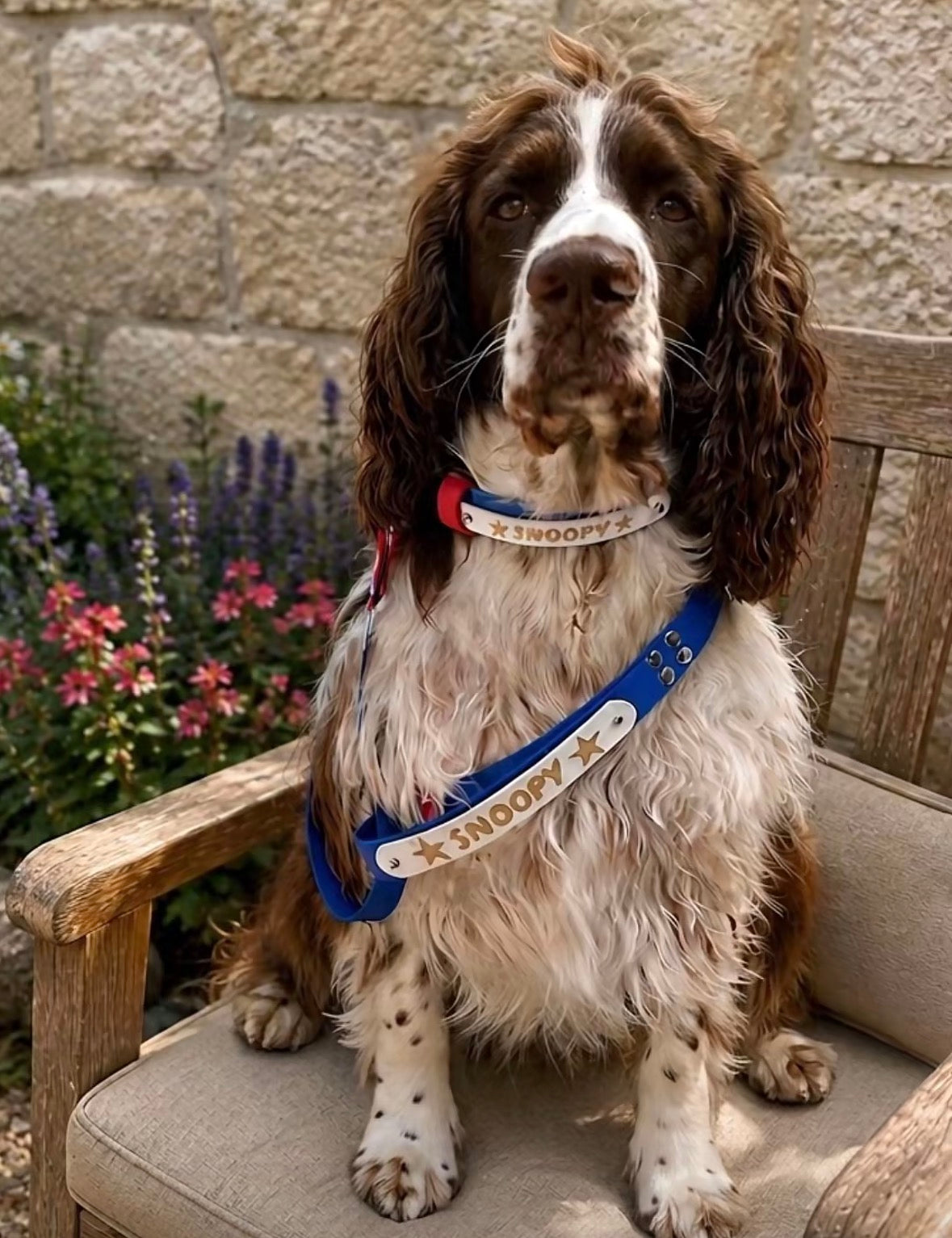 Collier chien Biothane personnalisé - Bande interchangeable 25 & 16 mm - Modèle Végas