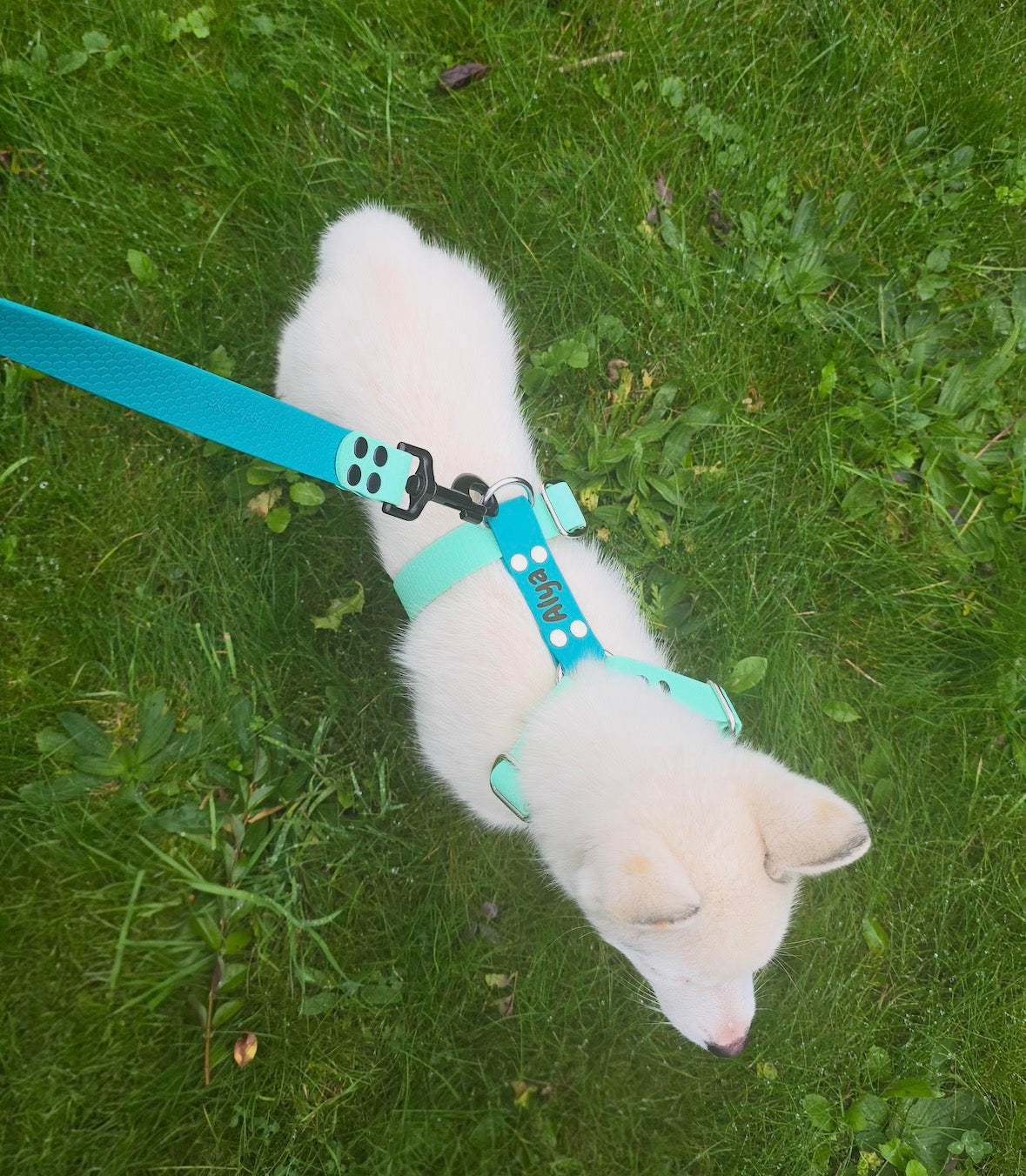 Harnais en H personnalisé pour chien en hexa 25 mm