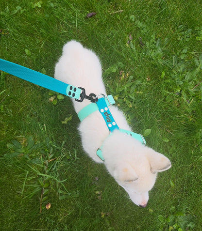 Harnais en H personnalisé pour chien en hexa 25 mm