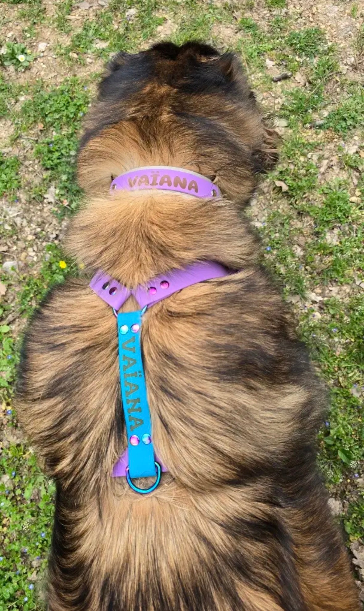 Collier chien Biothane personnalisé - Bande interchangeable 38 & 25 mm - Modèle Végas