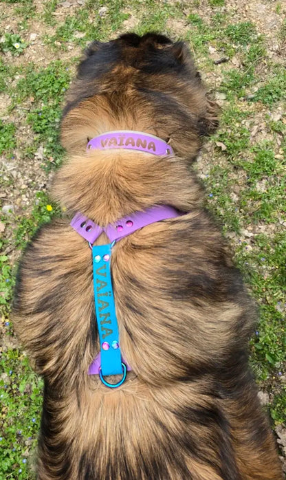 Collier chien Biothane personnalisé - Bande interchangeable 38 & 25 mm - Modèle Végas