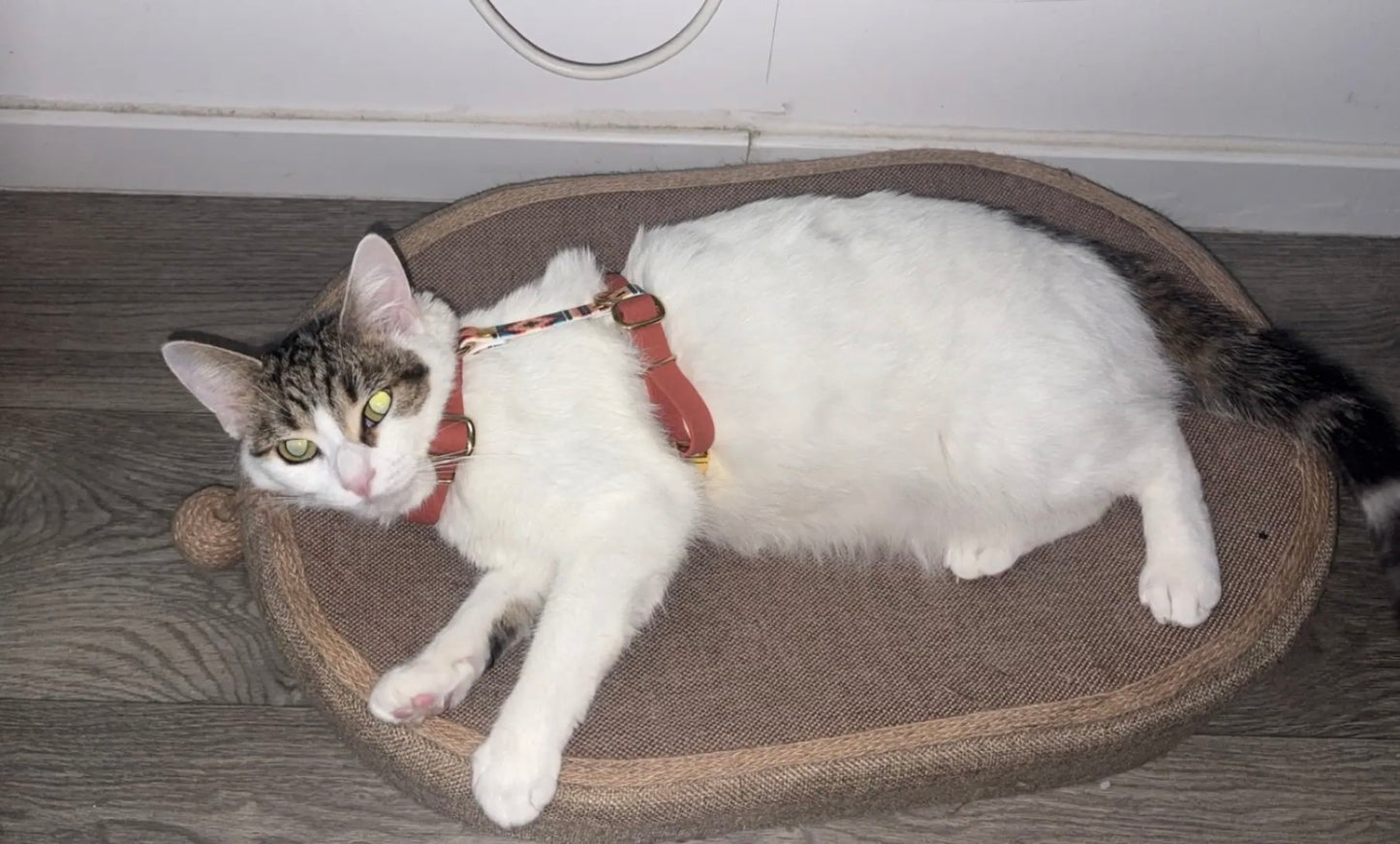Harnais en H personnalisé pour chien et chat biothane 16 mm - ajustable & ultra confortable
