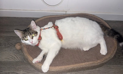 Harnais en H personnalisé pour chien et chat biothane 16 mm - ajustable & ultra confortable