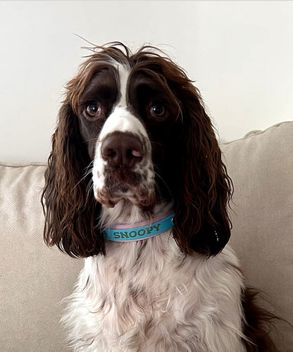 Collier chien Biothane personnalisé - Bande interchangeable 25 & 16 mm - Modèle Végas