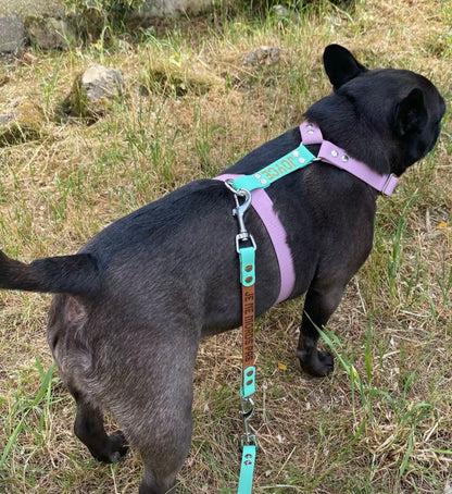 Harnais en H personnalisé pour chien en hexa 25 mm