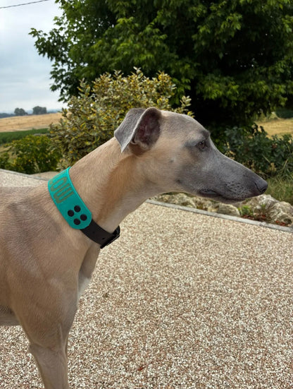 Collier lévrier whippet - Biothane 38 mm & 25 mm