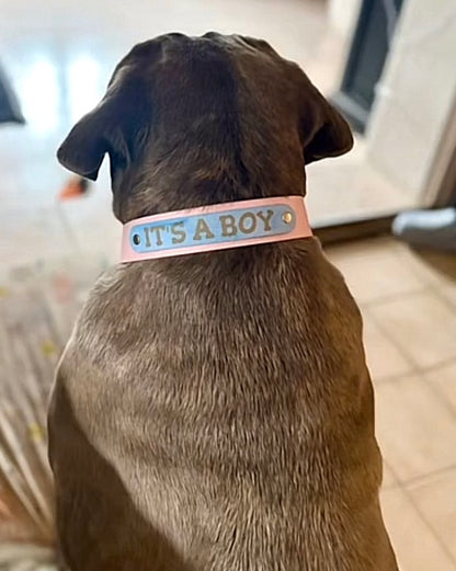 Collier chien Biothane personnalisé - Bande interchangeable 25 & 16 mm - Modèle Végas