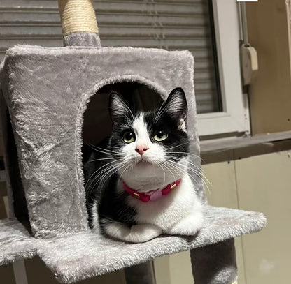 Collier chat anti-étranglement personnalisé - biothane 9 mm