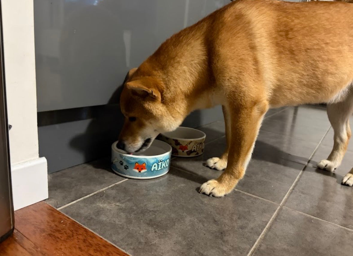 Custom pet bowl for dogs, cats & small pets