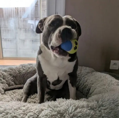 Porte-balle personnalisé pour chien en biothane 16 mm