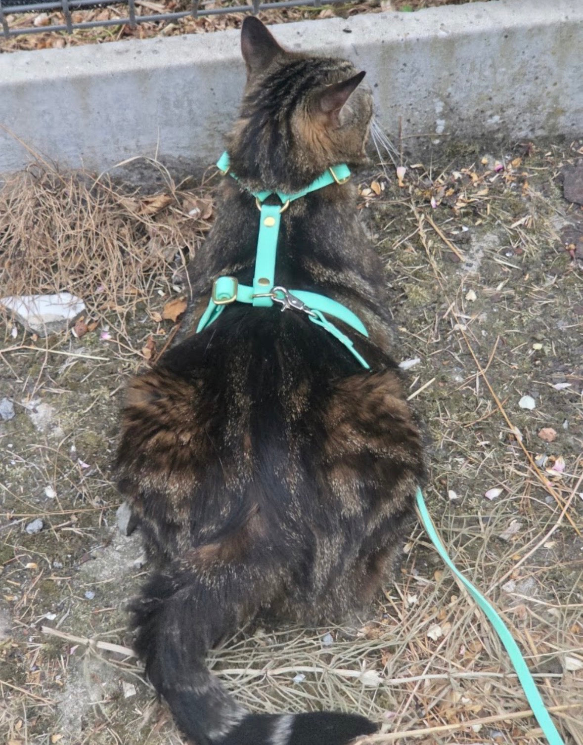 Hexa 25mm Custom H-Harness for dogs | Pattababoune