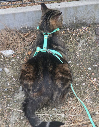 Hexa 25mm Custom H-Harness for dogs | Pattababoune