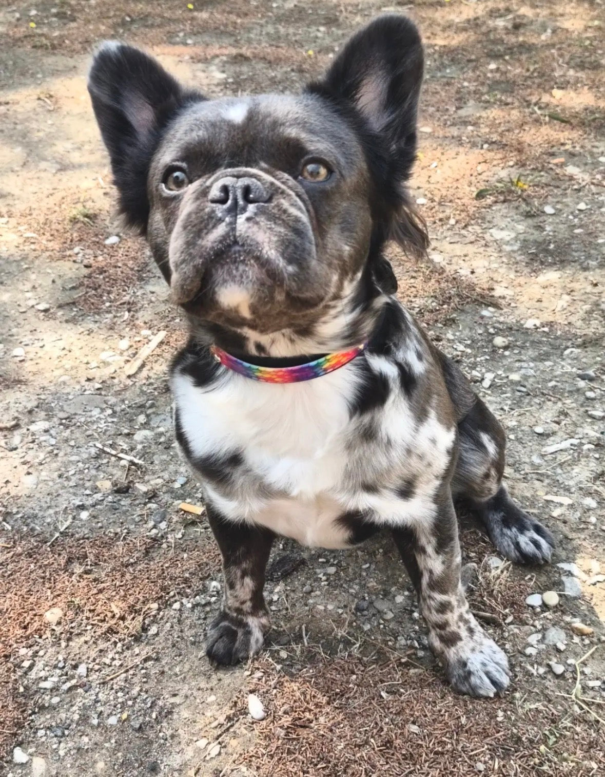 Hexa personalized dog collar - Interchangeable strap 25 & 16 mm - Vegas model