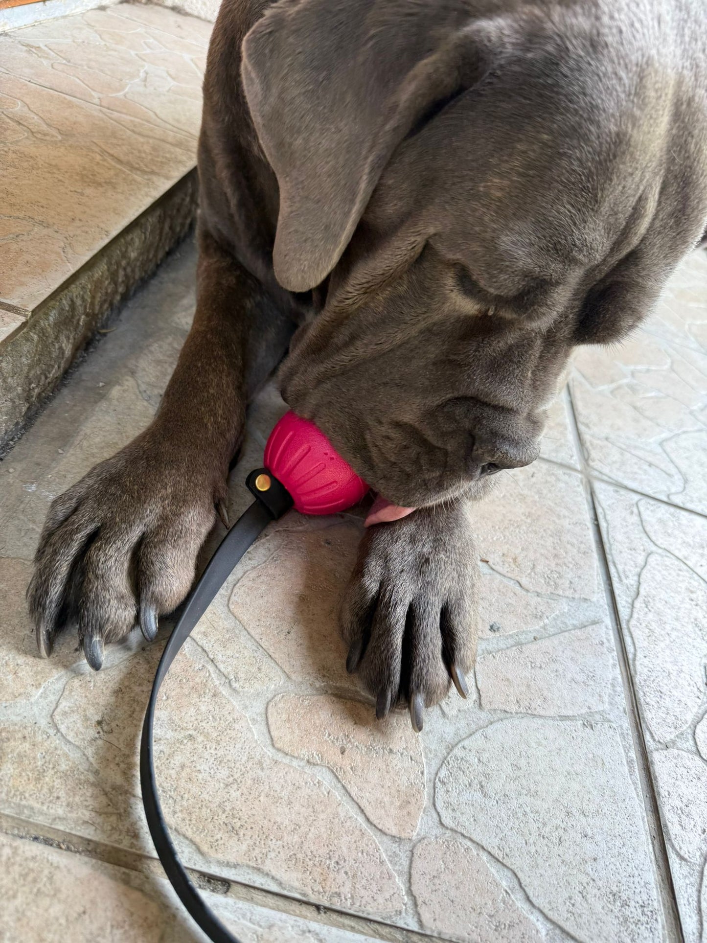 Balle Pattababoune pour chien - Lancer & jeux aquatiques