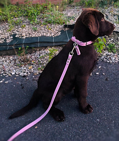 KIT chiot HEXA - Collier, laisse, médaille & friandises personnalisés