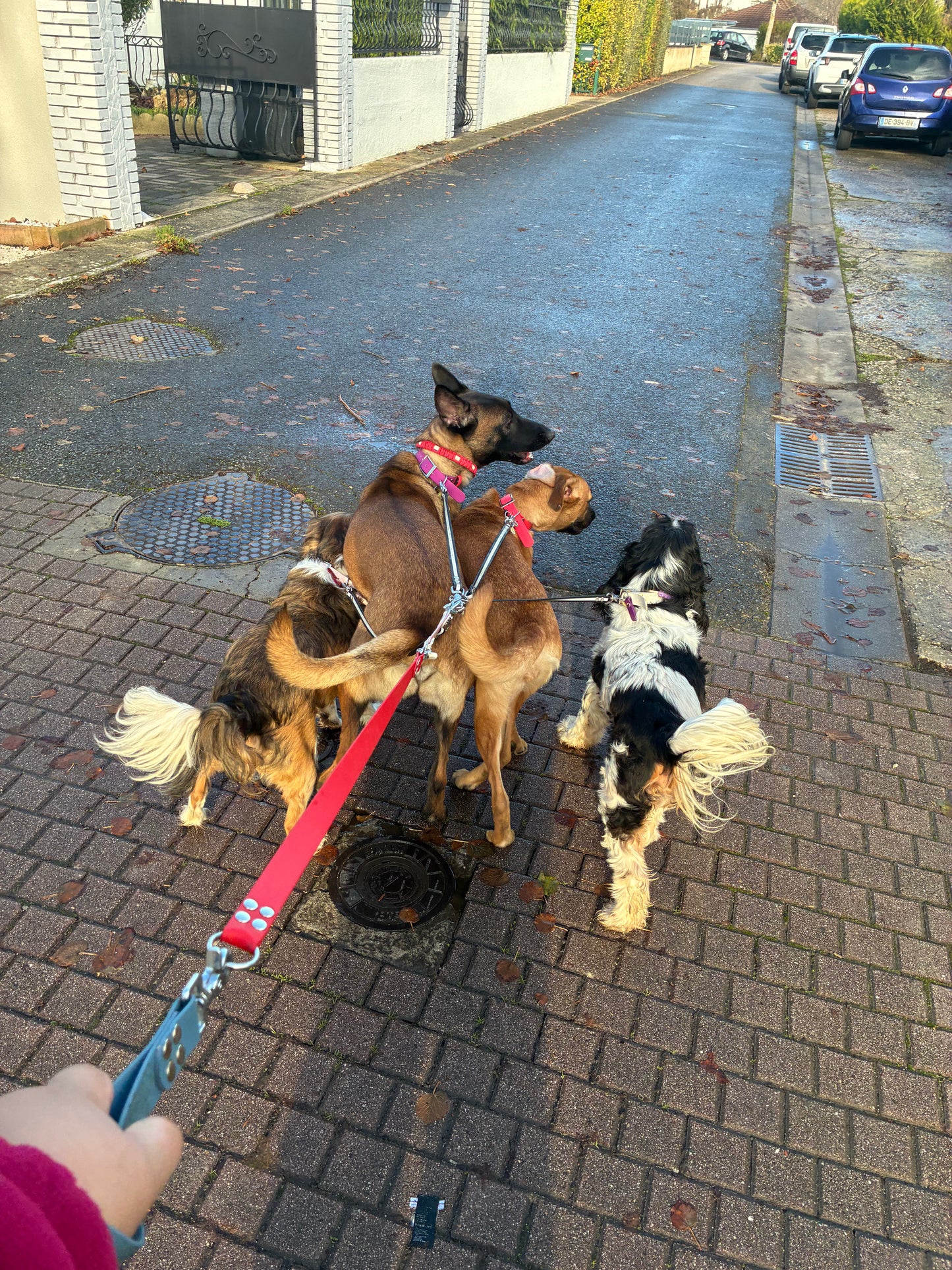 Coupleur de laisse pour chiens 360° anti-nœud en Hexa – Triple, Quadruple et Quintuple – Pattababoune