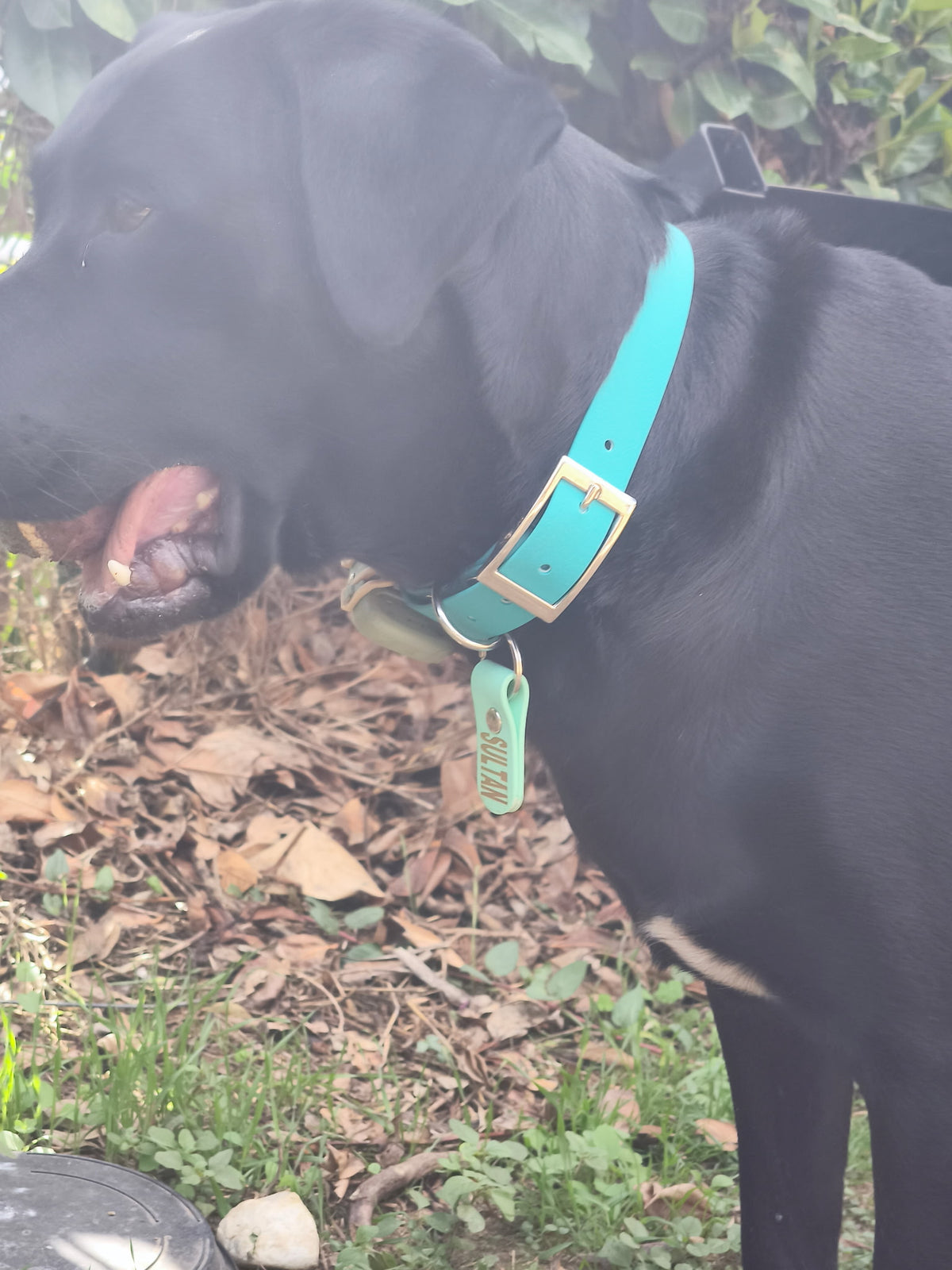 Médaille personnalisée pour chien et chat en TPU