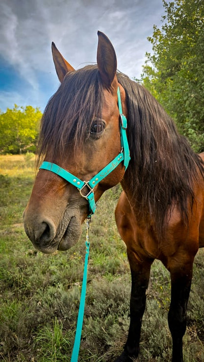 Licol Hexa 25 mm – Poney, Cob & Cheval