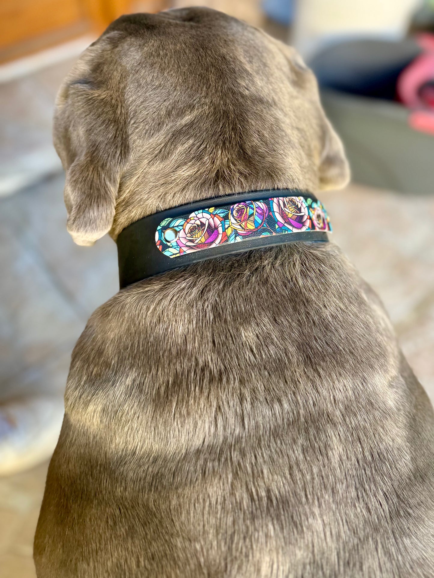 Collier chien Hexa personnalisé - Bande interchangeable 40 & 25 mm - Modèle Végas