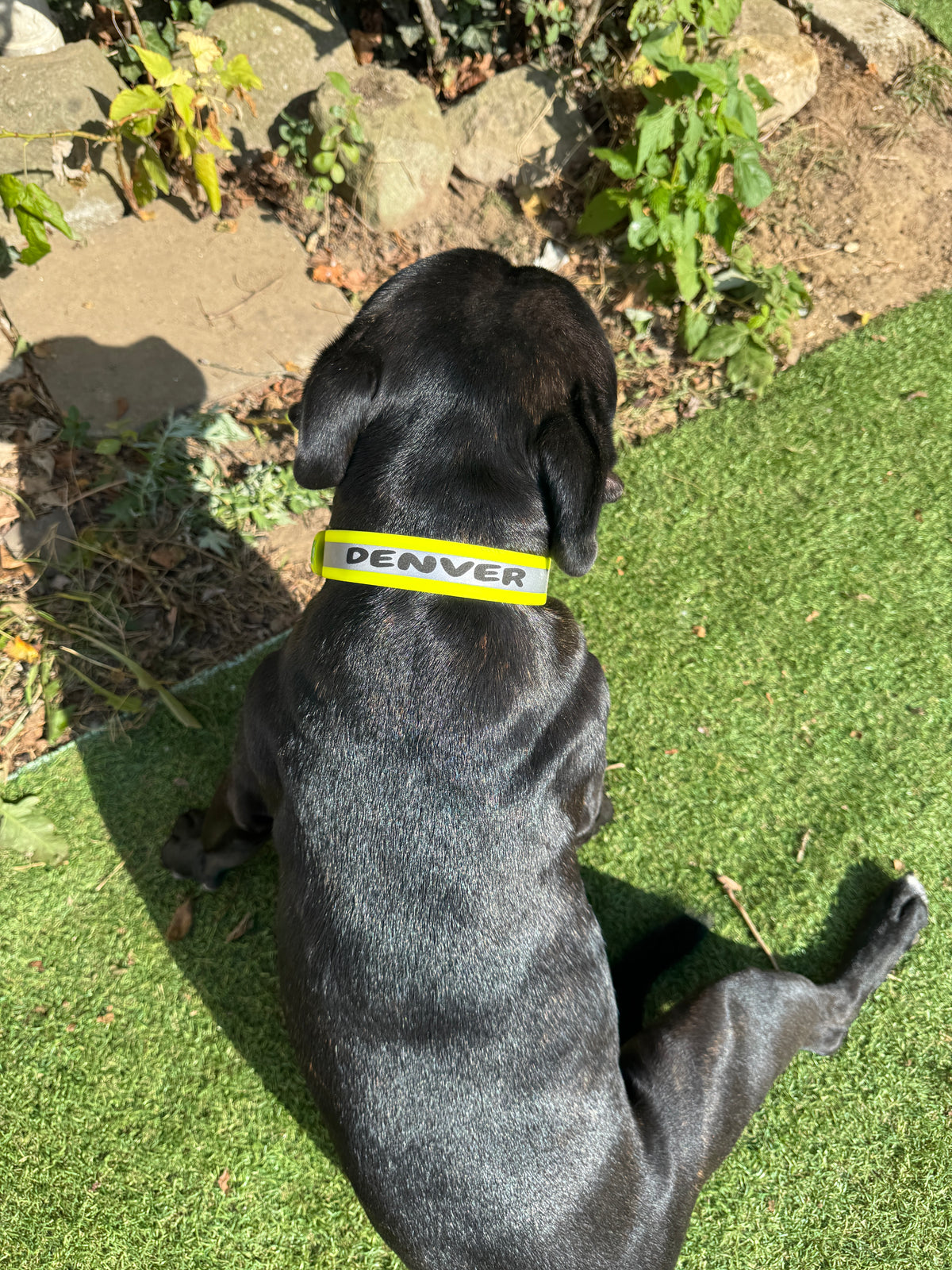 Collier réfléchissant personnalisé pour chien en biothane 25 mm - Gravure laser