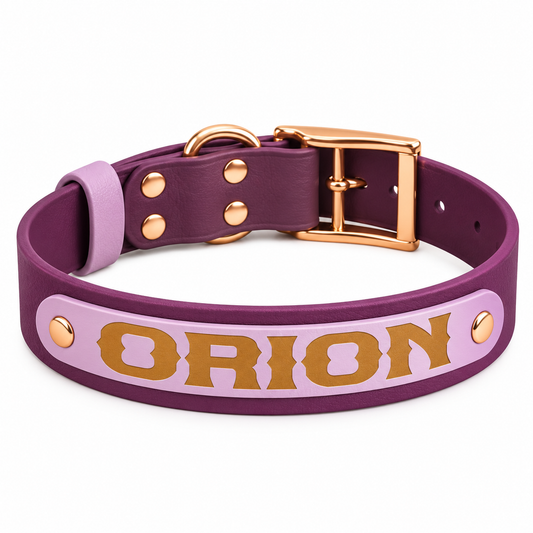 Collier pour chien spéciale Pattababoune en biothane 38 mm - Gravure laser