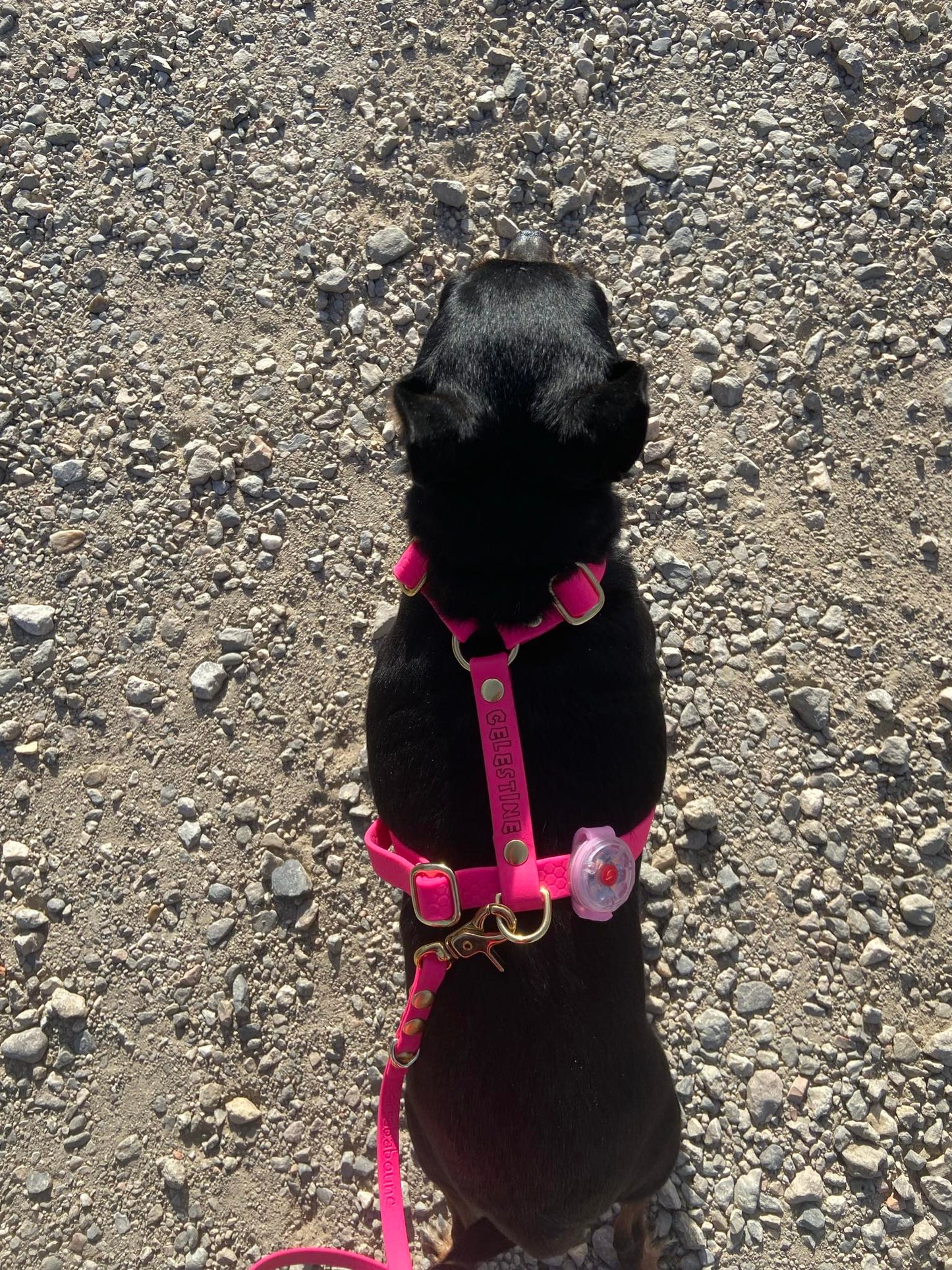 Harnais en H personnalisé pour chien en hexa 16 mm