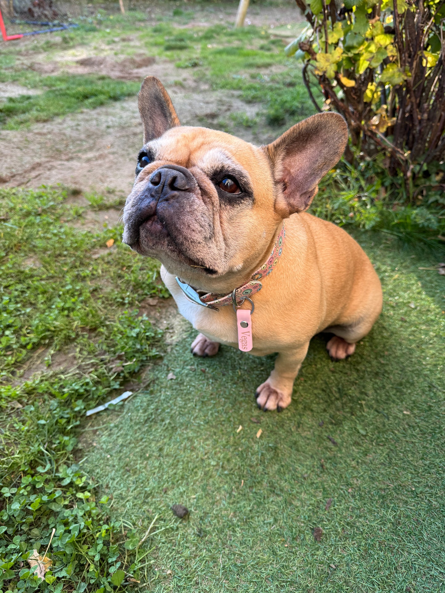 Médaille personnalisée pour chien & chat en biothane 16mm