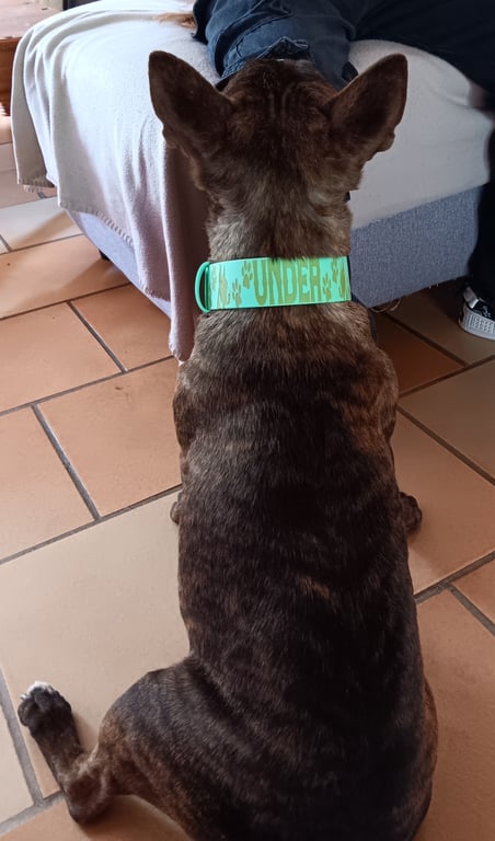 Collier personnalisé en biothane 38 mm - ultra solide & 100% personnalisable