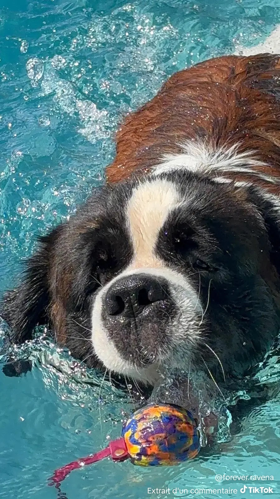 Balle flottante Pattababoune pour chien bande en hexa - Lancer & jeux aquatiques