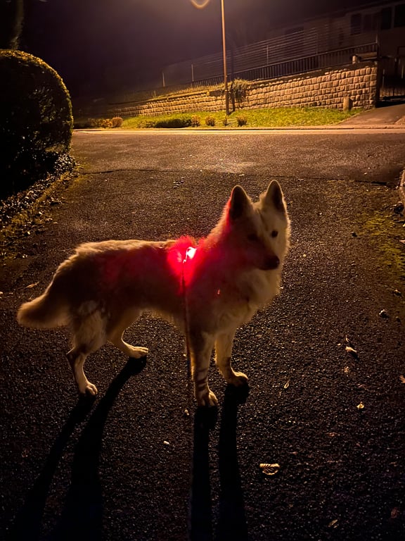 Lumière LED sécurité pour chien et chat