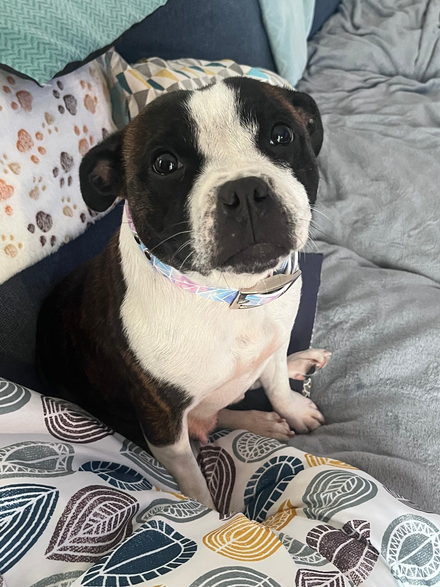 Personalized 25mm Biothane Dog Collar - Limited Edition