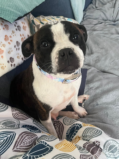 Personalized 25mm Biothane Dog Collar - Limited Edition