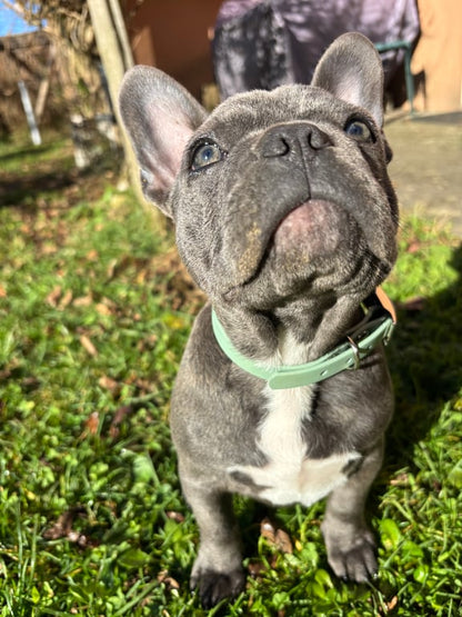 Collier personnalisé en biothane 16 mm pour chiens et chats