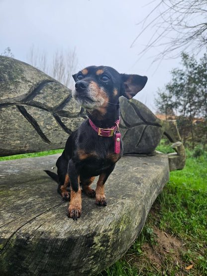 Collier personnalisé en biothane 16 mm pour chiens et chats
