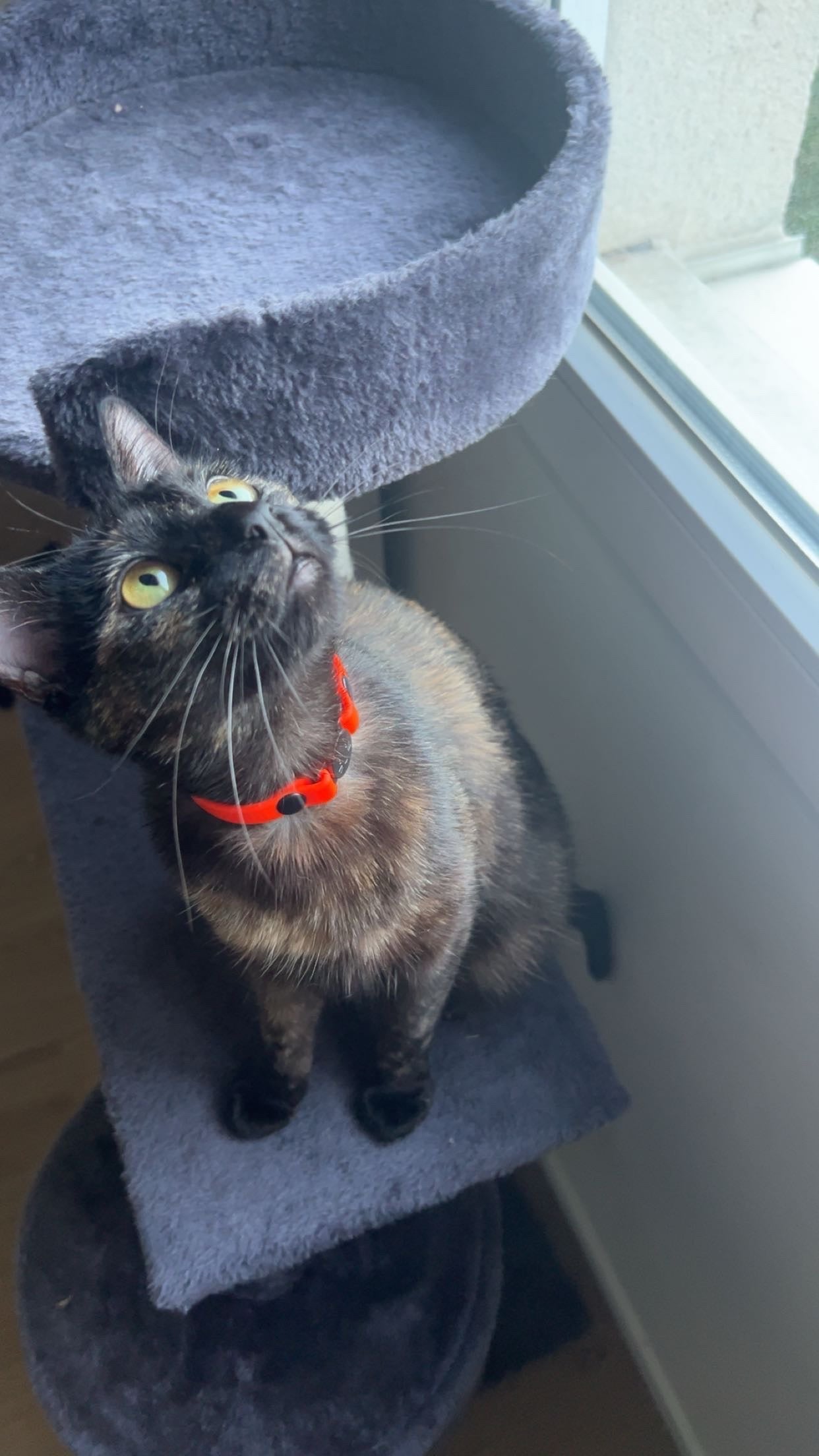 Personalized Anti-Strangulation Cat Collar - 9mm Biothane