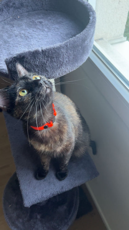 Personalized Anti-Strangulation Cat Collar - 9mm Biothane