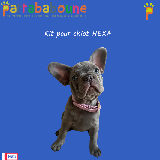 KIT chiot HEXA - Collier, laisse, médaille & friandises personnalisés