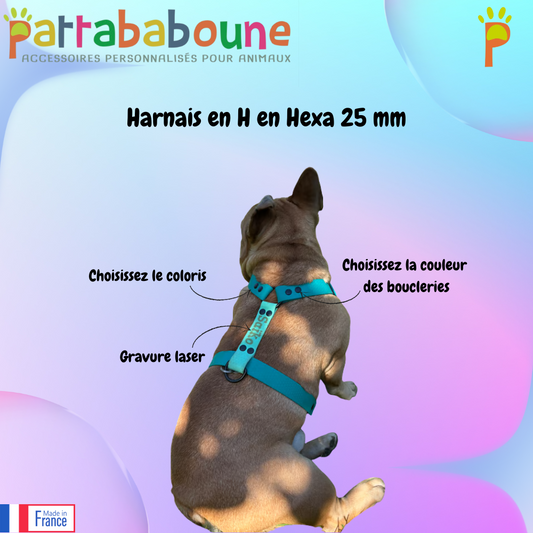 Harnais en H personnalisé pour chien en hexa 25 mm