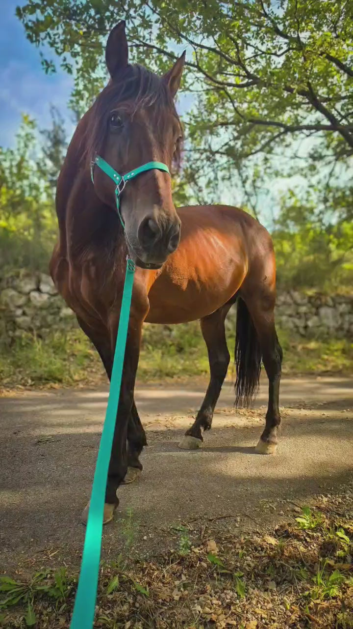Charger la vidéo : Sandro, portant notre licol PATTABABOUNE.